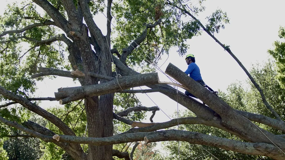 Professional Crown Thinning performed by certified arborists in Garber